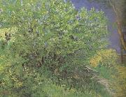 Vincent Van Gogh Lilacs (nn04) USA oil painting artist